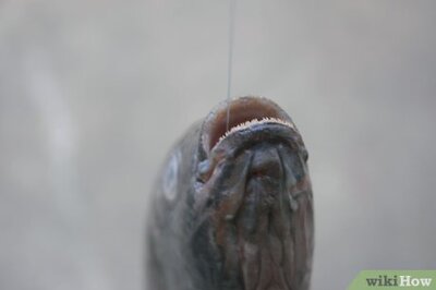 How to Get a Hook out of a Fish's Throat