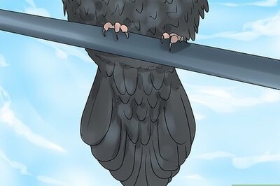How to Tell the Difference Between Crows and Ravens