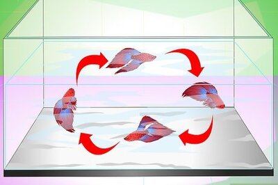 How to Have a Happy Betta Fish