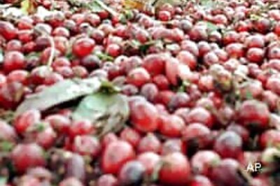 Cranberries may be the best antibiotics