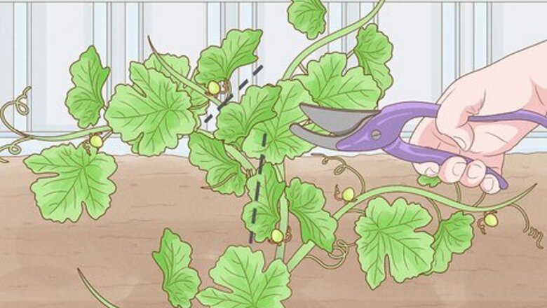 How to Prune Grape Vines