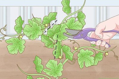 How to Prune Grape Vines