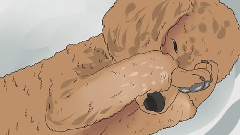 How to Diagnose Glaucoma in Poodles