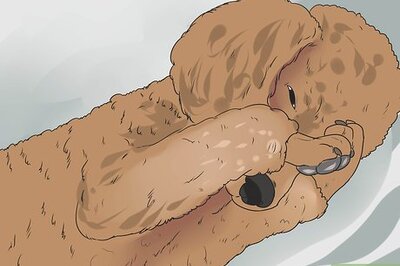 How to Diagnose Glaucoma in Poodles