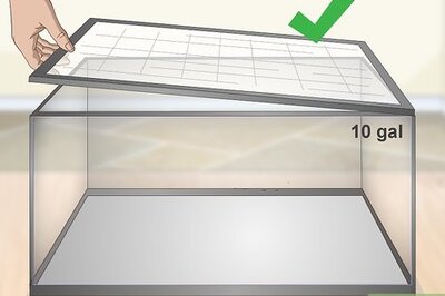 How to Take Care of an Apple Snail