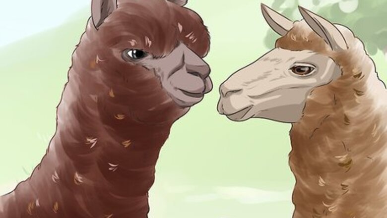 How to Care for a Llama