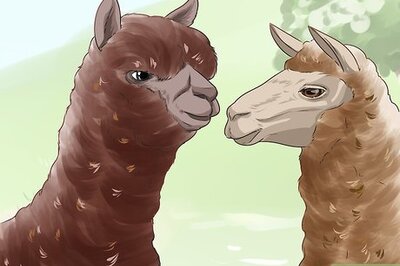 How to Care for a Llama