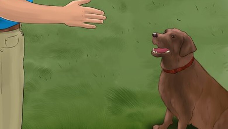 How to Stop a Small Dog from Barking at You