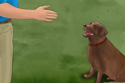 How to Stop a Small Dog from Barking at You