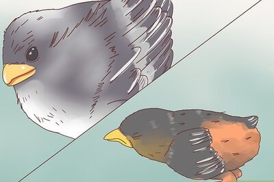 How to Identify Baby Birds
