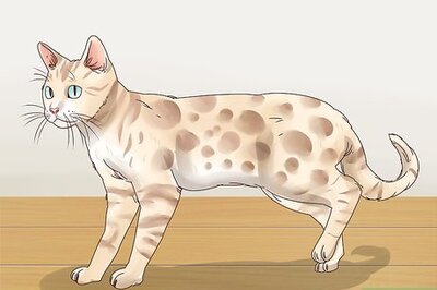 How to Identify a Bengal Cat