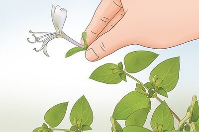 How to Eat Honeysuckle