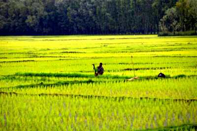 Paddy Worth Rs 10.53 Crore Procured in Last 48 Hours, MSP Buying Begins in All States: Govt