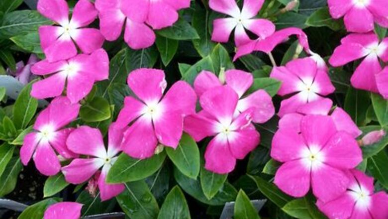 How to Care for Madagascar Periwinkle
