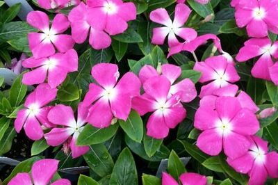 How to Care for Madagascar Periwinkle