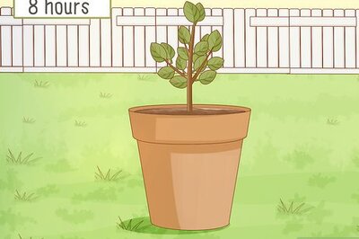 How to Care for a Lemon Tree
