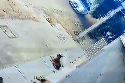 Bengaluru Driver Runs Over Sleeping Dog, Shocking Footage Caught on CCTV