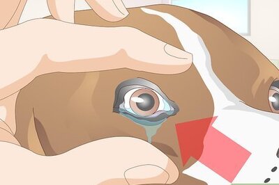 How to Diagnose Ingrown Eyelids in Dogs
