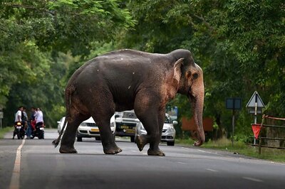 Elephant Laxmi Won’t Return to Her Mahout as SC Refuses to Hand Over Custody