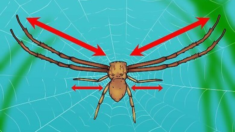 How to Identify a Crab Spider