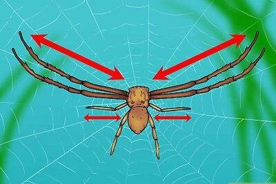 How to Identify a Crab Spider
