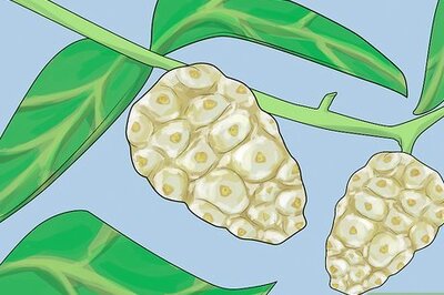 How to Eat Noni Fruit