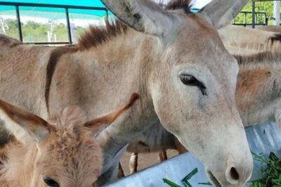 Pakistan's Donkey Population Rose to 5.9 Million in FY 2023-24, Shows Economic Survey