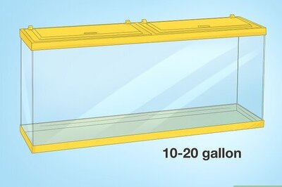 Hermit Crab Care: Everything You Need to Keep Hermies Happy and Healthy