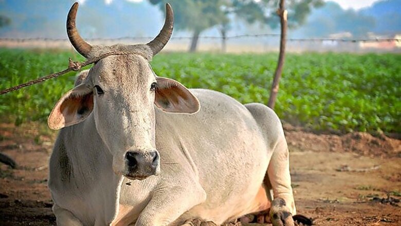 Maharashtra Bill to ban cow slaughter to get President nod soon: BJP MPs