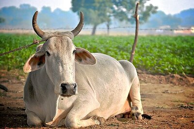 Maharashtra Bill to ban cow slaughter to get President nod soon: BJP MPs