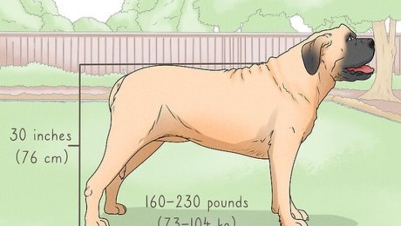 How to Identify a Mastiff