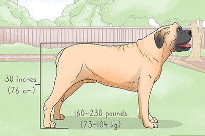 How to Identify a Mastiff