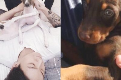 BTS: Jungkook Introduces Two New Family Members, Takes Internet by Storm With Bam's Photos