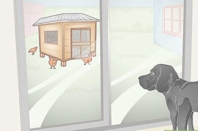 How to Earn Your Chicken's Trust