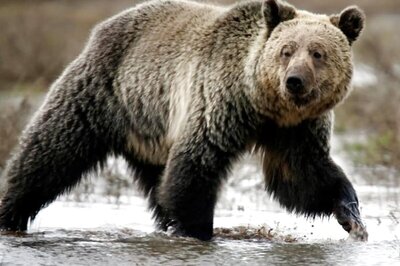Bears, Baby Dragons, Beekeepers: 5 Things to Know About New EU President Slovenia