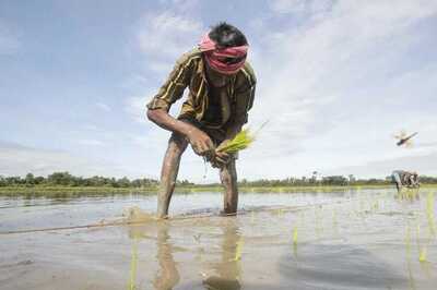 Govt's Flagship Crop Insurance Scheme Loses Sheen Over Coverage Area Cuts: Report