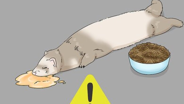 How to Diagnose and Treat Epizootic Catarrhal Enteritis in Ferrets