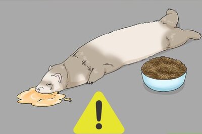 How to Diagnose and Treat Epizootic Catarrhal Enteritis in Ferrets