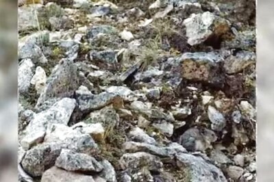 Optical Illusion: Spot The American Pika In This Confusing Rock-Laden Image