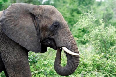 Male Elephant Found Dead in Tamil Nadu's Nilgiris; Autopsy Reveals Starvation, Infection