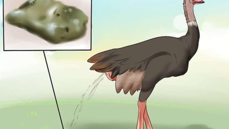 How to Diagnose Illness in an Emu