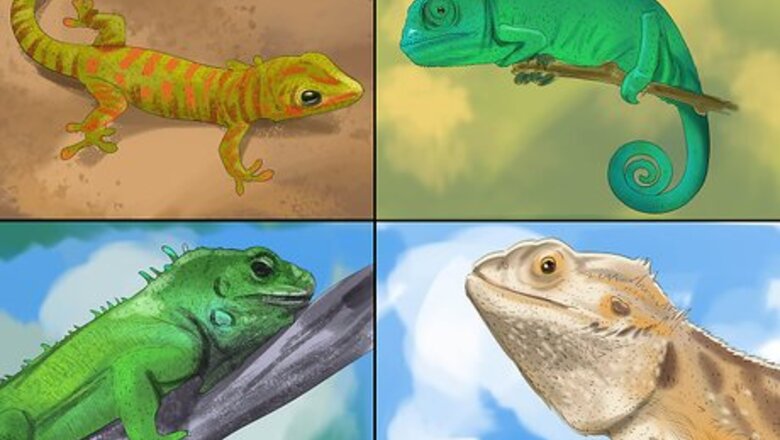 How to Choose the Right Reptile as a Pet