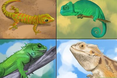 How to Choose the Right Reptile as a Pet