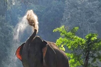 Zambia Forest Safari Turns Into Nightmare As Elephant Tramples Woman To Death