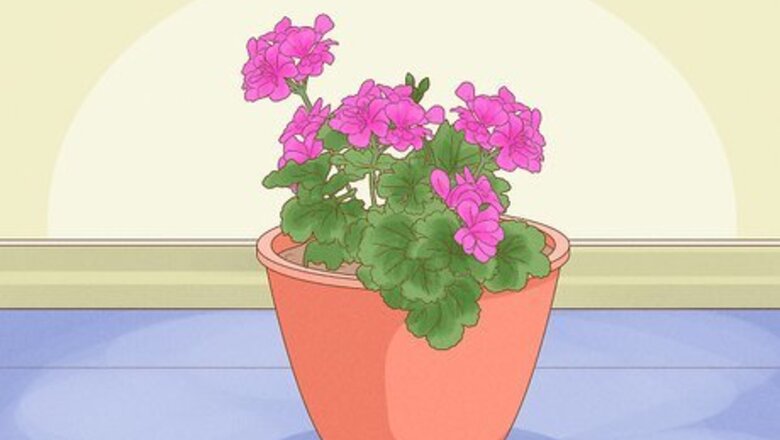 How to Grow Geraniums Indoors