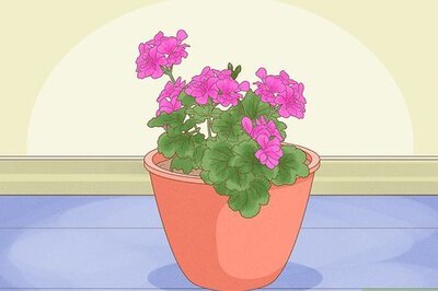 How to Grow Geraniums Indoors