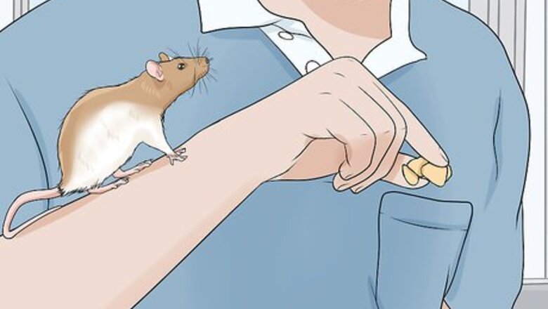 How to Play with Your Pet Rat