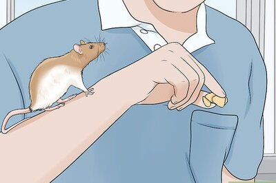 How to Play with Your Pet Rat