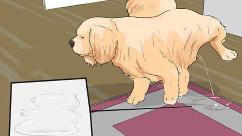 How to Diangose Juvenile Renal Dysplasia in Shih Tzus