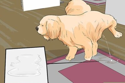 How to Diangose Juvenile Renal Dysplasia in Shih Tzus